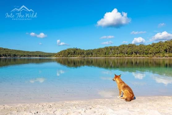 how many dingoes are left on fraser island