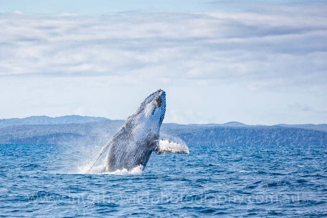 Into The Wild Photography Nature Photography Humpback Whales Photos