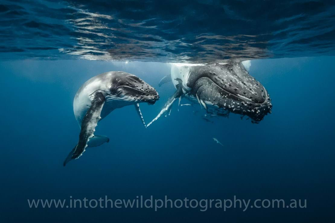 Into The Wild Photography Nature Photography Humpback Whales Photos