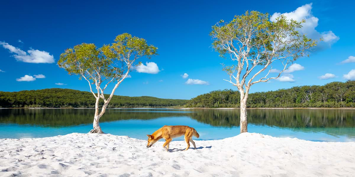 into-the-wild-photography-fraser-island-and-hervey-bay-photos